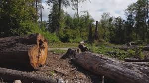Best Root Management and Removal  in Greenville, AL