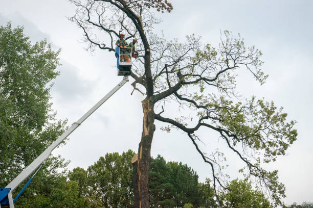 Best Firewood Processing and Delivery  in Greenville, AL