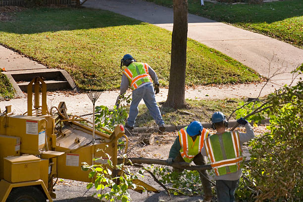 Best Storm Damage Tree Cleanup  in Greenville, AL