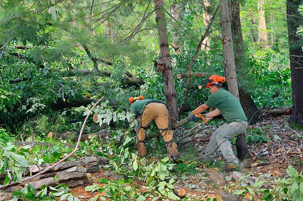 How Our Tree Care Process Works  in  Greenville, AL