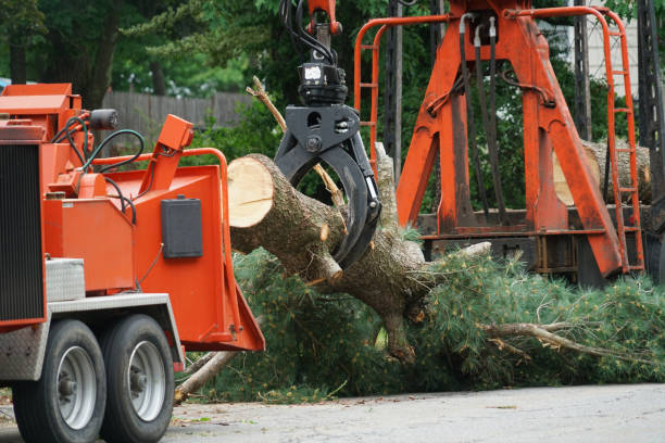 Best Hazardous Tree Removal  in Greenville, AL