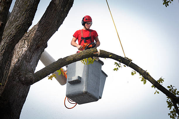 Best Tree Removal  in Greenville, AL