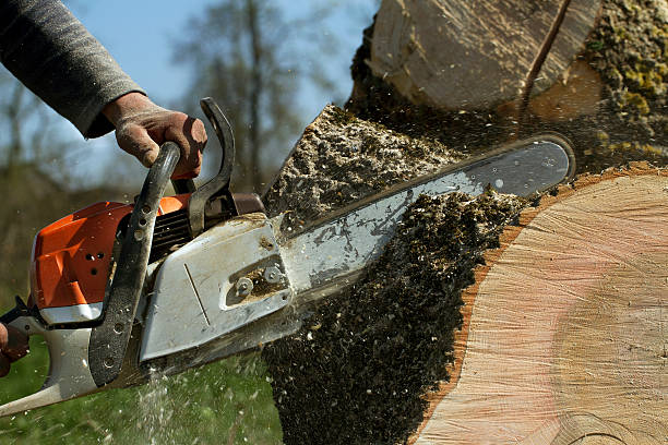 Reliable Greenville, AL Tree Services Solutions